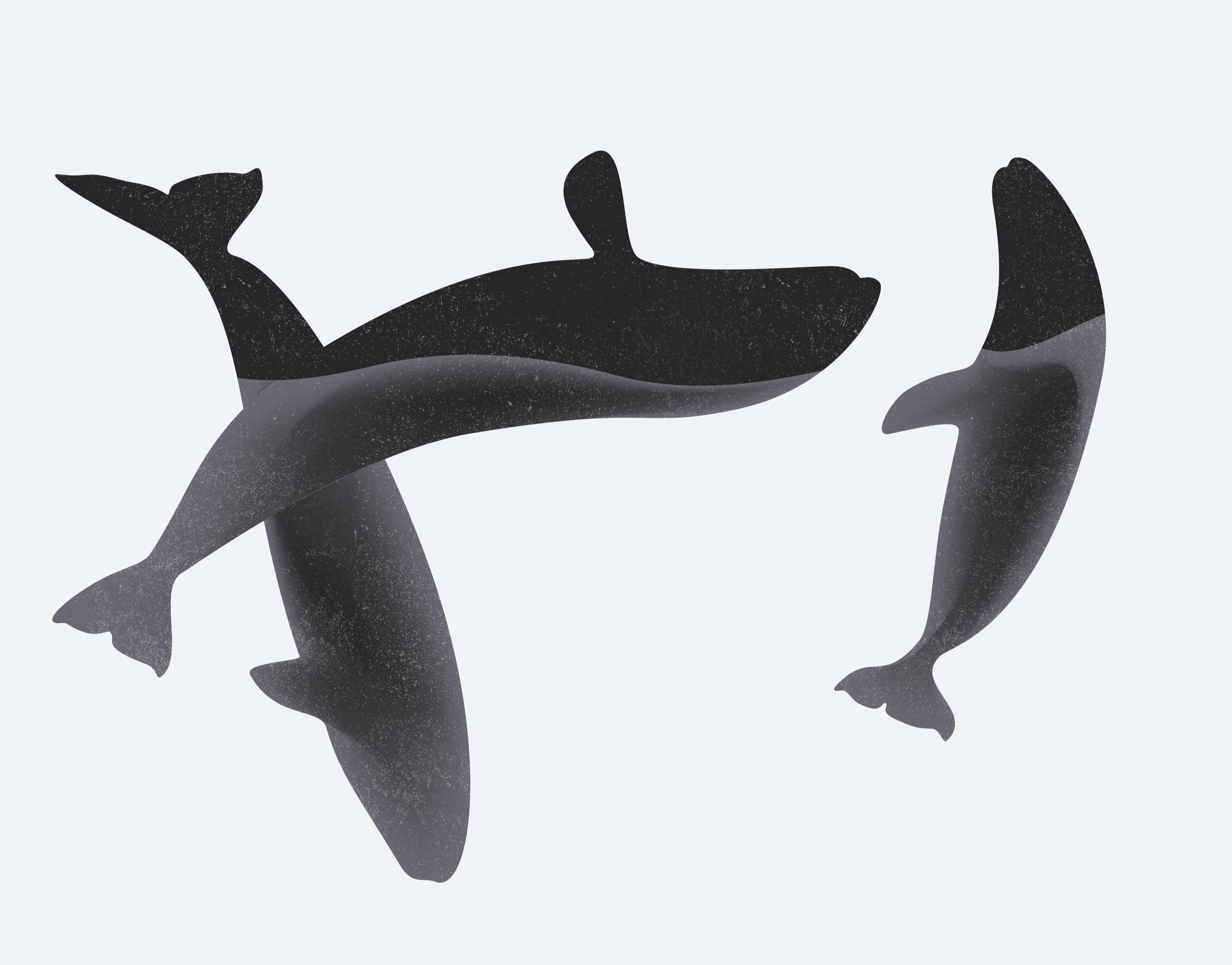 Illustration of Grey Whales for Google