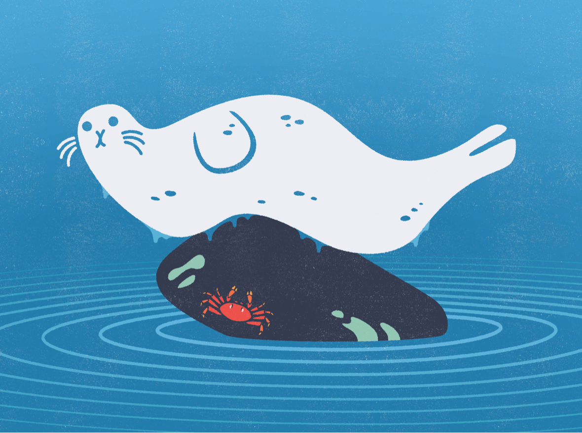 Illustration of a Harbor Seal for Google