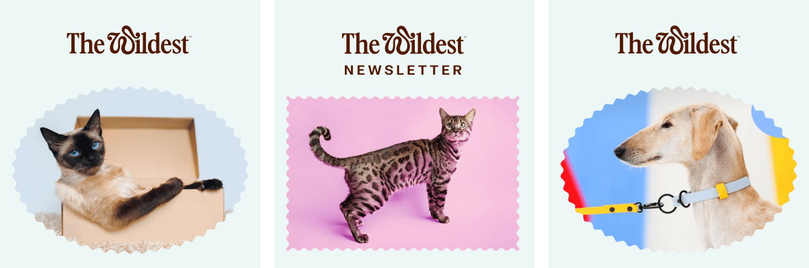 Three email header designs with dogs and cats in The Wildest brand styling.