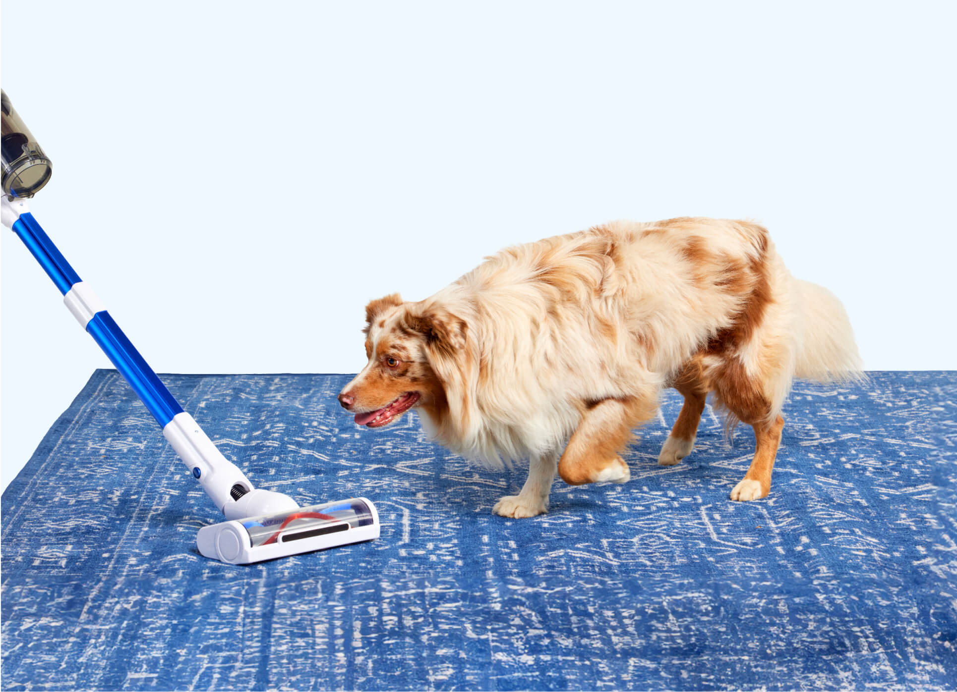 Photo of a dog chasing a vacuum on a rug.
